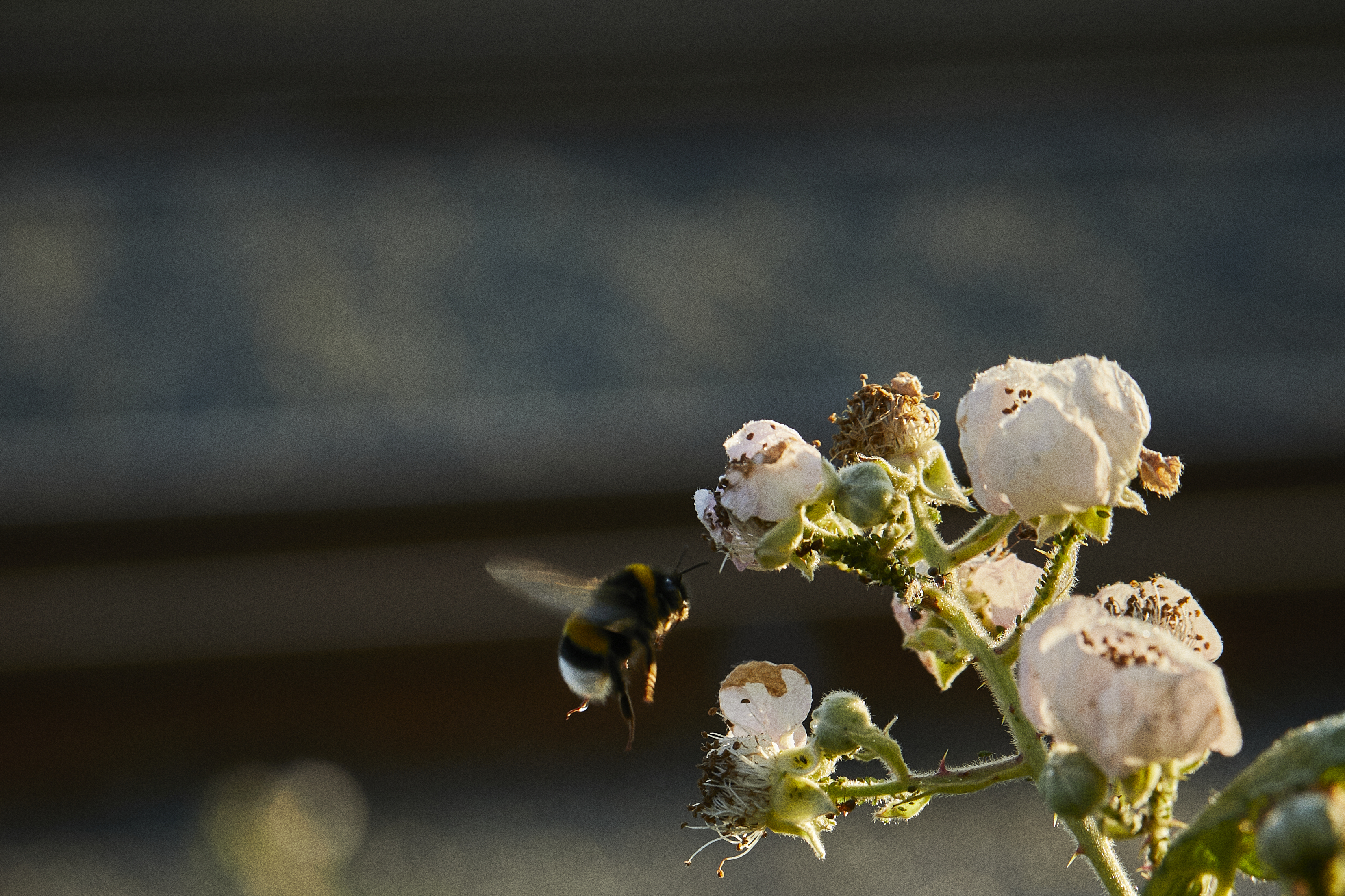 Humlebi af Lasse Bak